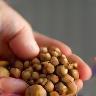 Main vérifiant la qualité de croquettes