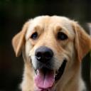 Portrait de Hugo, éleveur canin à Paris